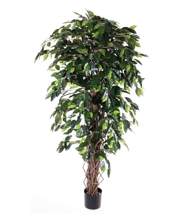 Ficus Benjamini multistrunk