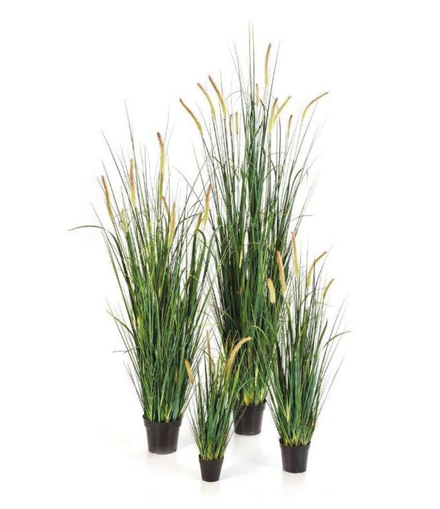 Foxtail Gras