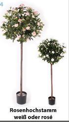 Rosenhochstamm, Farbe weiß