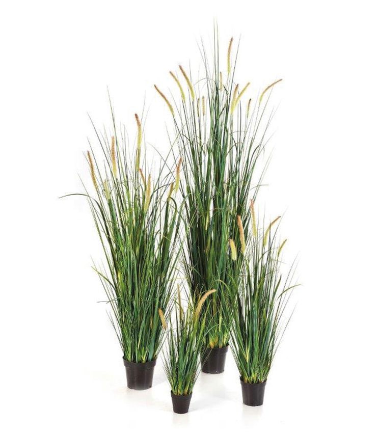 Foxtail Gras