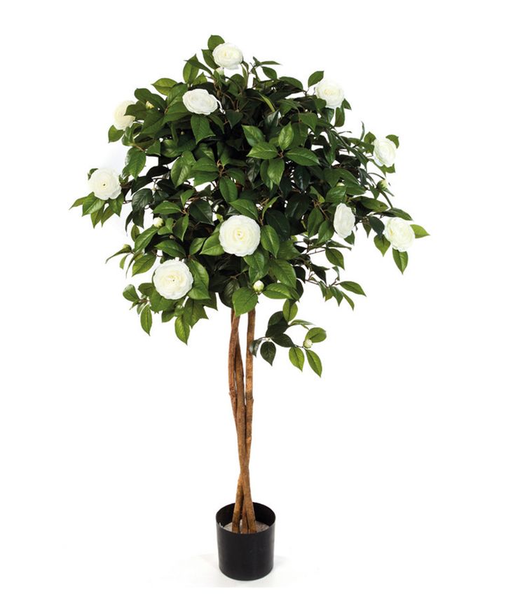 Camelien-Hochstamm blühend weiß