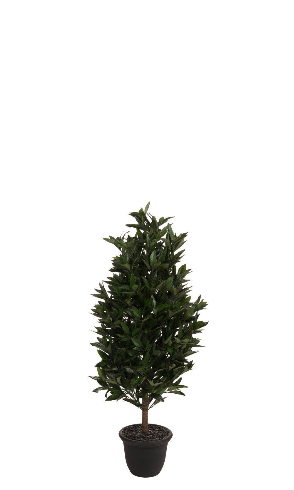 Lorbeersäulenbaum – Bild 3