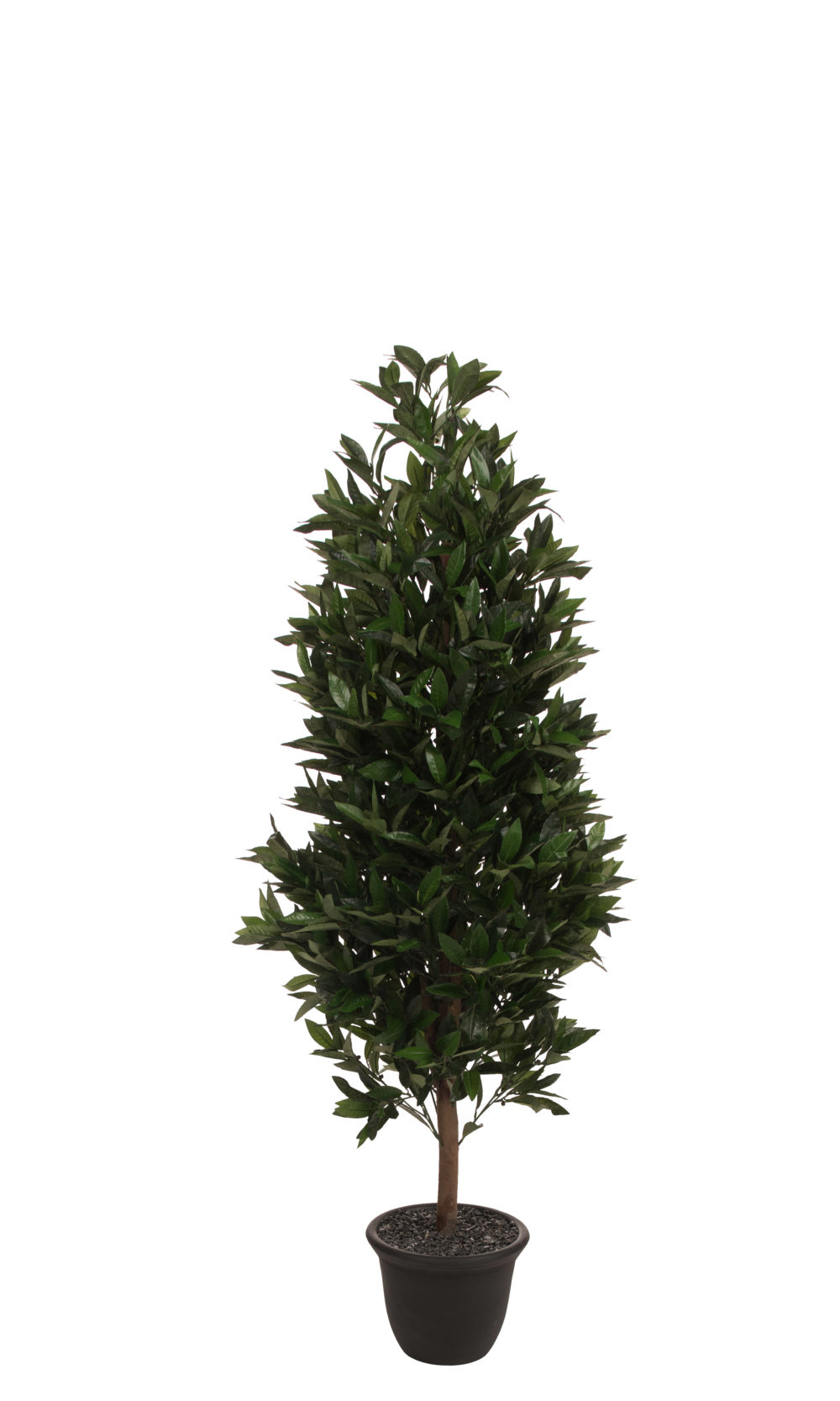 Lorbeersäulenbaum – Bild 2