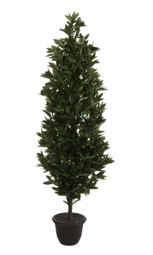 Lorbeersäulenbaum