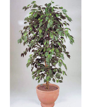 Ficusbaum