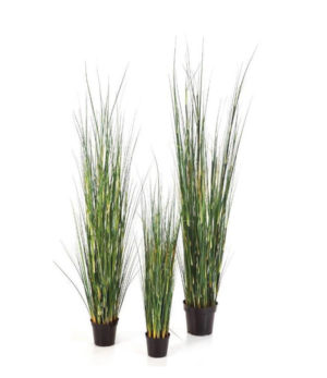 Bamboo Wild Gras