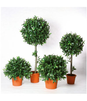 Lorbeerkugelbaum