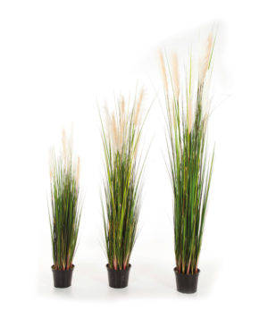 Reed Gras